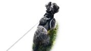 Portable GPS Tracking for Dog Realtime Waterproof Collar Pet Tracker Size:L