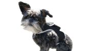 Portable GPS Tracking for Dog Realtime Waterproof Collar Pet Tracker Size:L